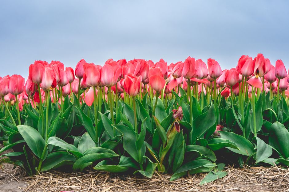 agrarisch, Alkmaar foto voor Agrarisch ondernemen rond Alkmaar